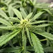 NFT Led Auto AK47 Serious Seeds