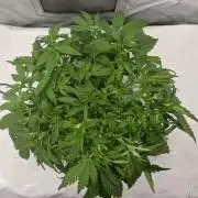 NFT Led Auto AK47 Serious Seeds