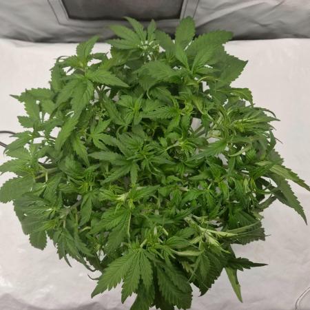 NFT Led Auto AK47 Serious Seeds