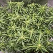 Gorilla Z Auto NFT Led