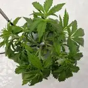 NFT Led Auto AK47 Serious Seeds