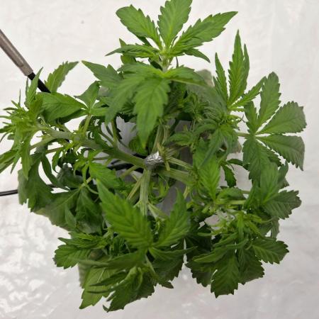 NFT Led Auto AK47 Serious Seeds