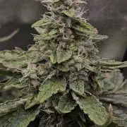 NFT Led Auto AK47 Serious Seeds