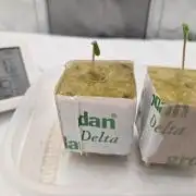 Gorilla Z Auto NFT Led