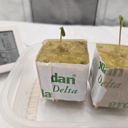 Gorilla Z Auto NFT Led