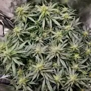 NFT Led Auto AK47 Serious Seeds