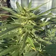 Late Start, New App! Outdoor x5
