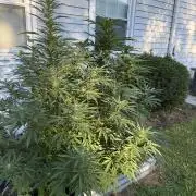 Late Start, New App! Outdoor x5