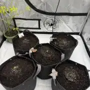 4’x8’ ACI Tent: Seeded 02-NOV