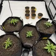 4’x8’ AI Control Tent: 5 Strains