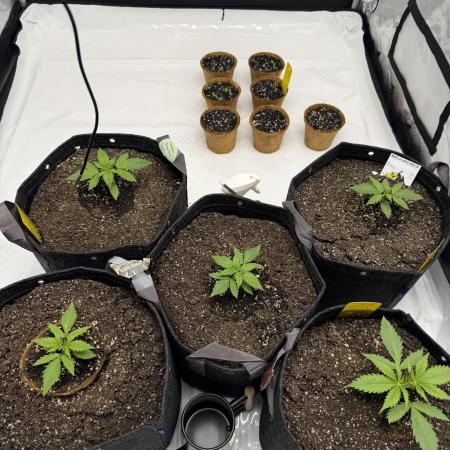 4’x8’ AI Control Tent: 5 Strains