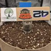 Banana Purple Punch Auto 12-06-25