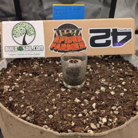 Banana Purple Punch Auto 12-06-25