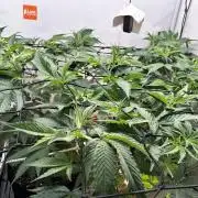 Dante’s Inferne MHD #8