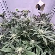 Dante’s Infero MHD #8