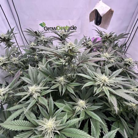 Dante’s Infero MHD #8