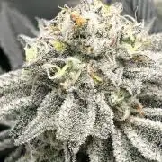 Dante’s Inferne MHD #8