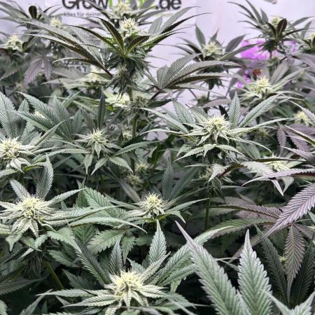 Dante’s Inferne MHD #8