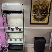 The Divine Roots Project