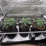 The Divine Roots Project