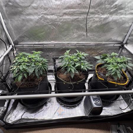 The Divine Roots Project