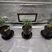 The Divine Roots Project