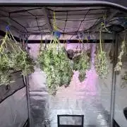The Divine Roots Project