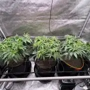 The Divine Roots Project