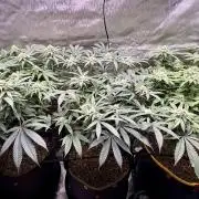 The Divine Roots Project