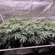 The Divine Roots Project