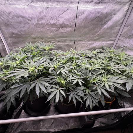 The Divine Roots Project