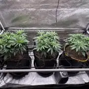 The Divine Roots Project