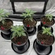 The Divine Roots Project