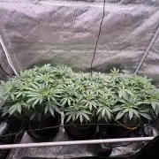 The Divine Roots Project