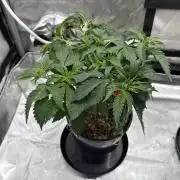 The Divine Roots Project