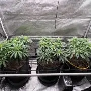 The Divine Roots Project