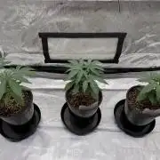 The Divine Roots Project