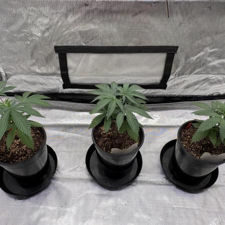 The Divine Roots Project