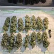Amnesia 🧠