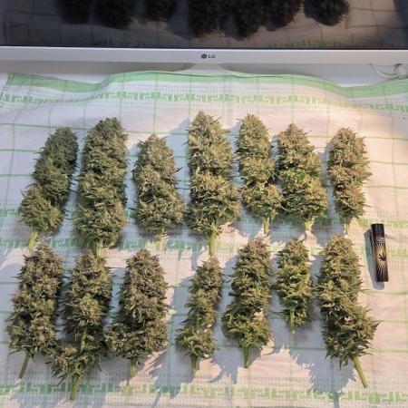 Amnesia 🧠