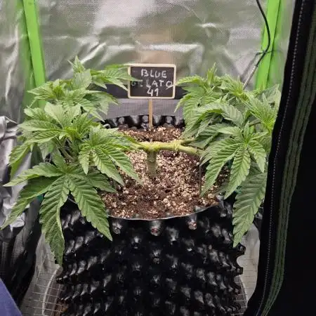 Blue Gelato 41 🍦