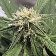 Titan F1 - Living Room 🏠