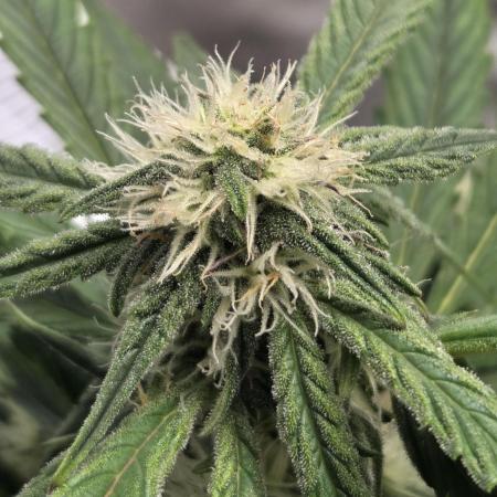 Titan F1 - Living Room 🏠