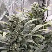 DWC - Frostbanger ❄️💥