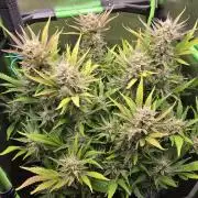 Gorilla Punch Auto 🦍🥊