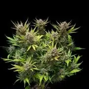 Gorilla Punch Auto 🦍🥊