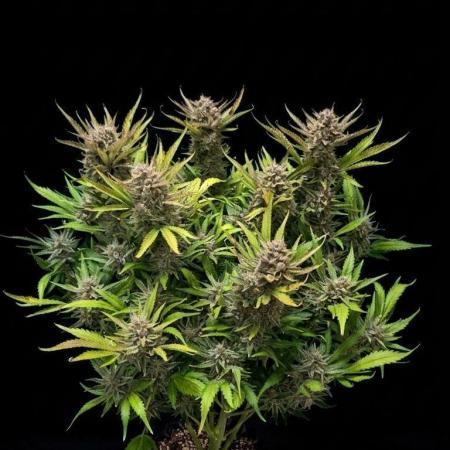 Gorilla Punch Auto 🦍🥊