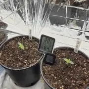 Blue Gelato 41 🍦 - Apple Fritter 🍎