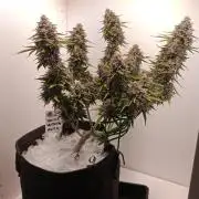 White Widow Automatic