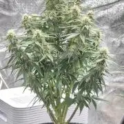 Titan F1 - Living Room 🏠